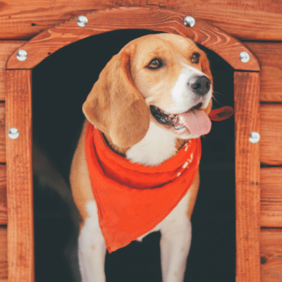 Dog Sitter or Dog Kennel? Which is Better For Your Dog?