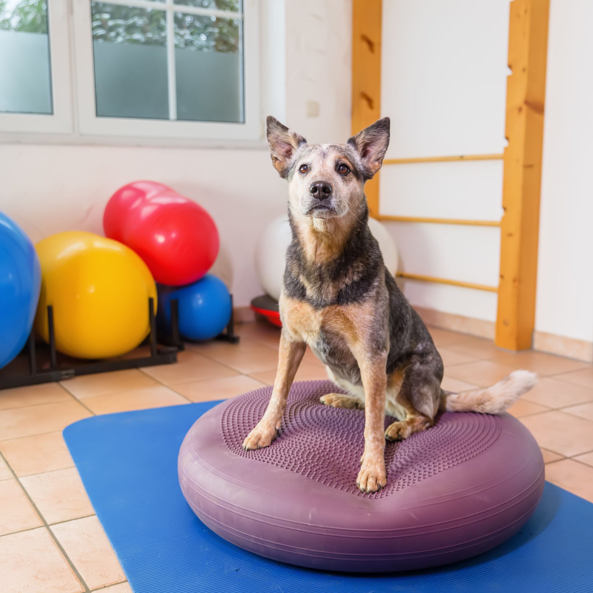 Dog Training Treats: Are They Worth It?