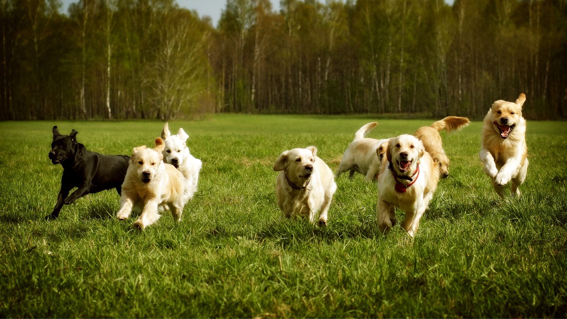 Good Doggy Treats!